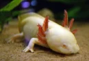 An axolotl capable of regenerating a lost limb