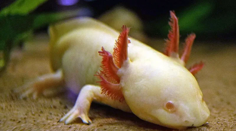 An axolotl capable of regenerating a lost limb